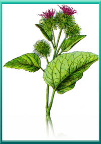 bardana